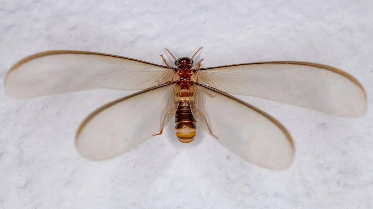 Adult female winged termite with four equal-length wings