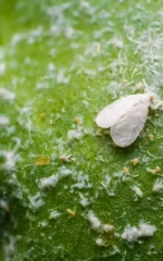 Adult whitefly on a green leaf with white waxy residue, one of the reasons why you have whiteflies