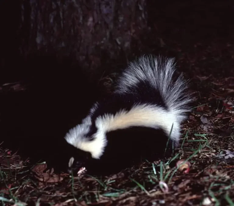 Are skunks nocturnal? A striped skunk foraging at night