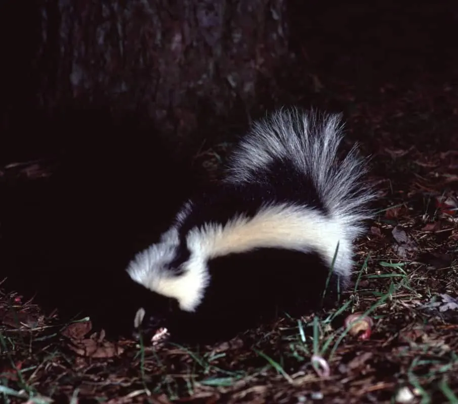 Are skunks nocturnal? A striped skunk foraging at night