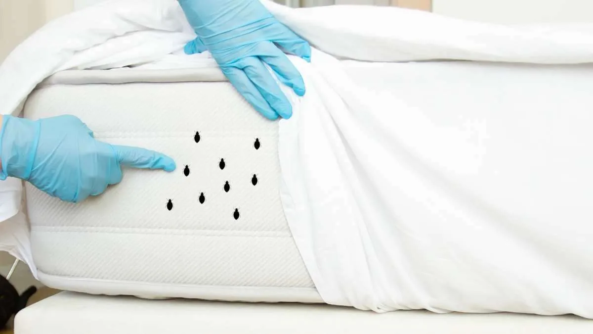 Gloved finger pointing to dark bed bug spots on a mattress