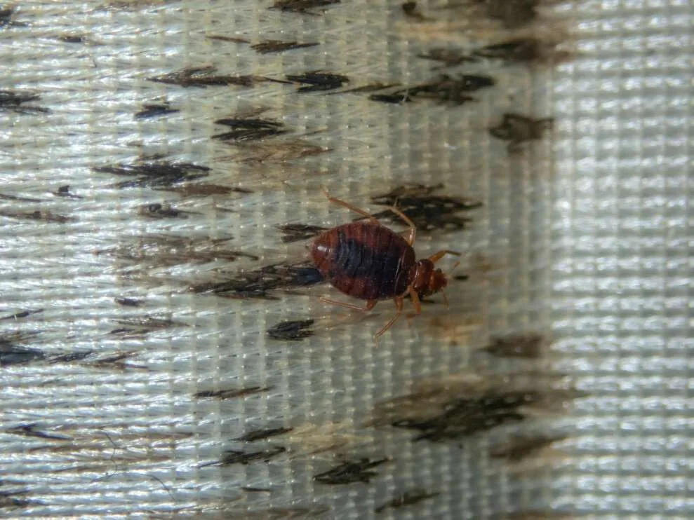 Bed bug next to dark fecal spots on fabric