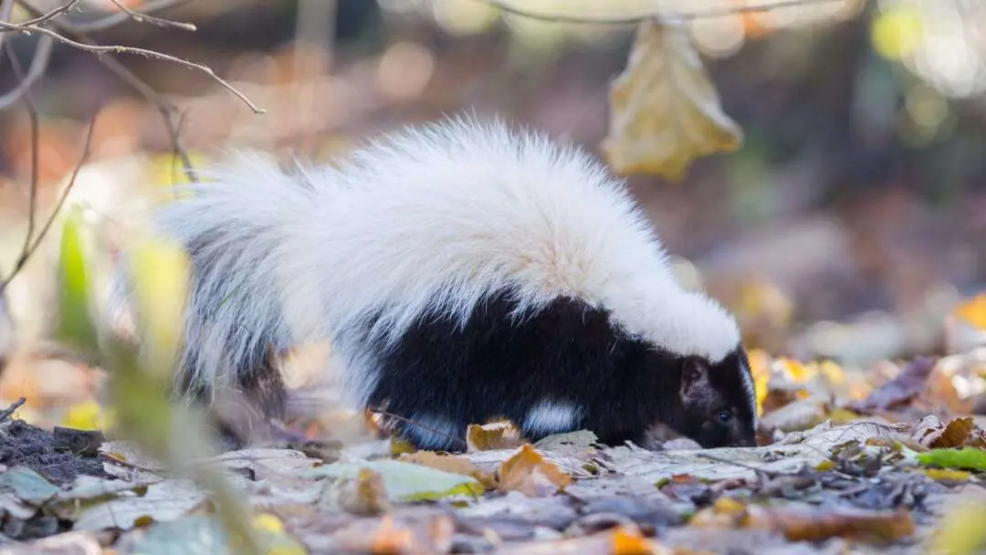 Skunk foraging among leaves, a yard pest the best skunk repellents can keep away