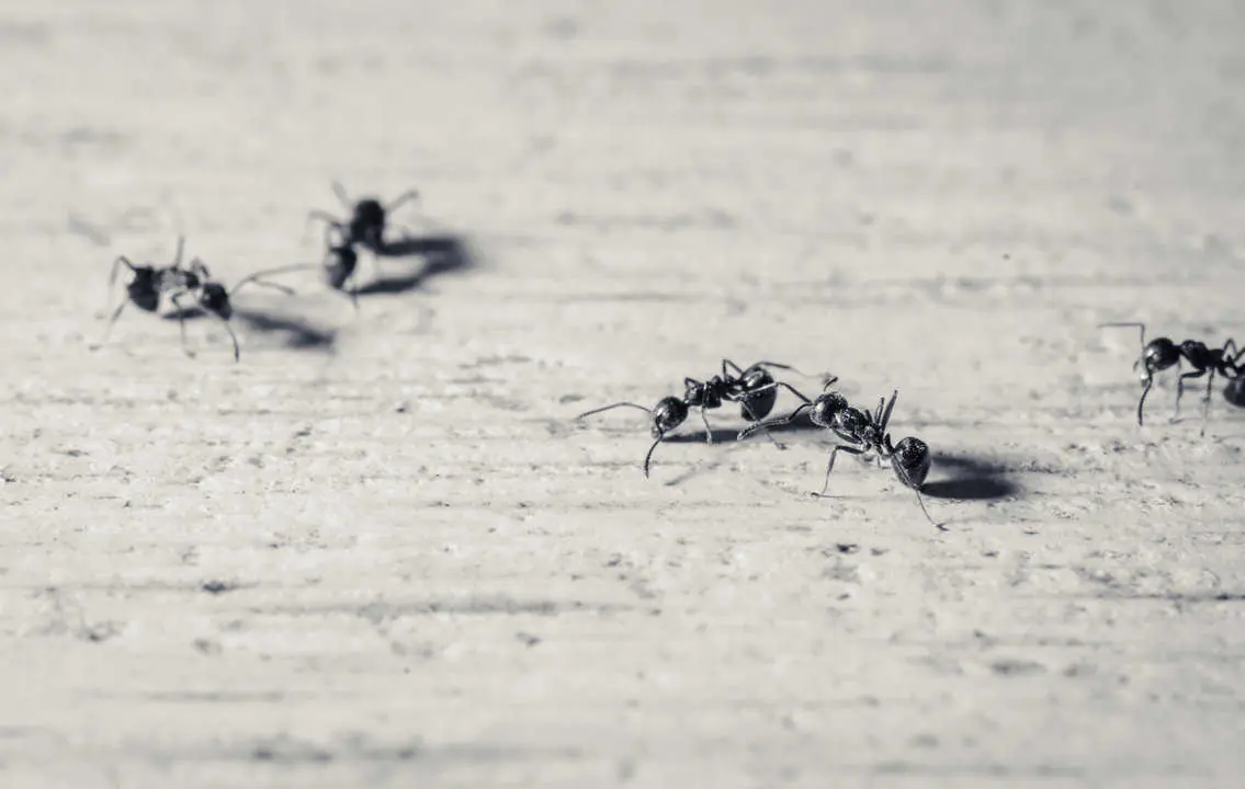Black ants with pinched waists crawling across a wooden surface