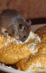 How do mice get in your house: a mouse eating bread in the kitchen
