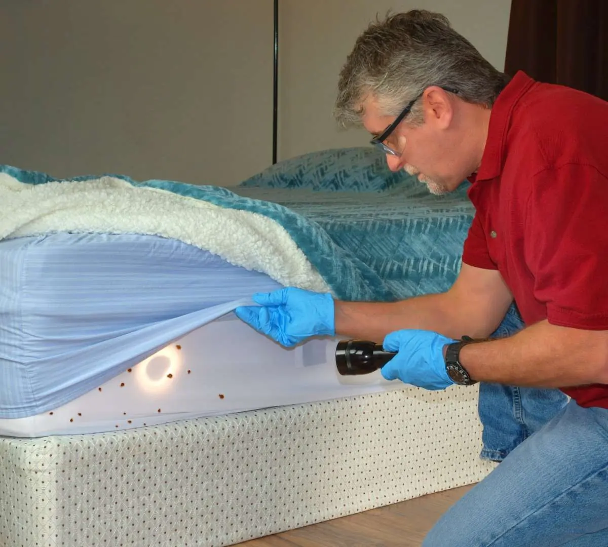 How to get rid of bed bugs permanently: checking a mattress with a flashlight