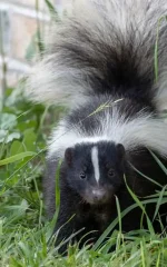 How to get rid of skunks humanely: young striped skunk near a house