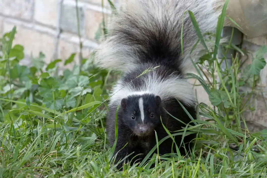 How to get rid of skunks humanely: young striped skunk near a house