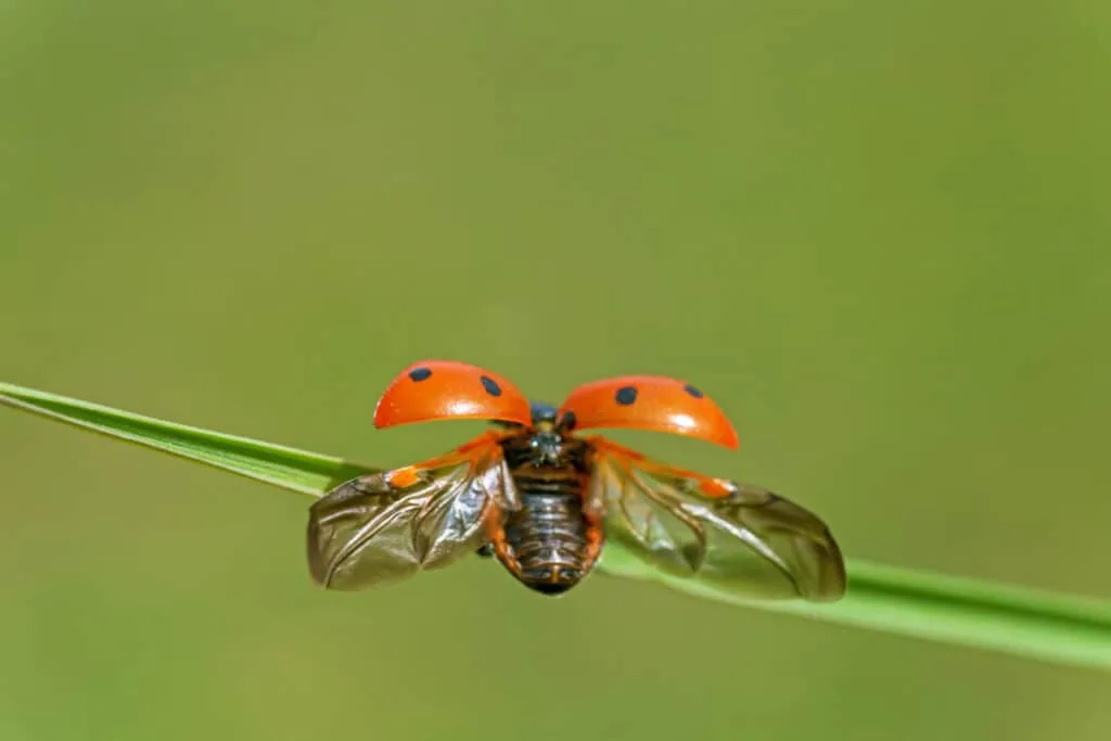 Ladybug landing on a grass stem, a natural predator of whiteflies