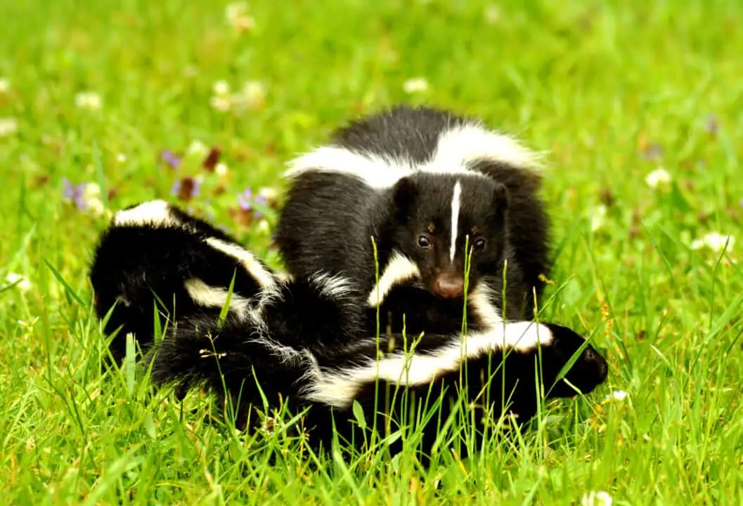 Mother skunk with her kits in the grass