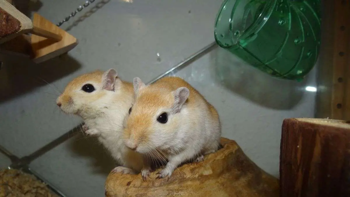 Pet gerbils in a cage with bedding