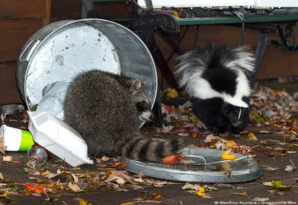 Raccoon and skunk eating from a tipped-over garbage can