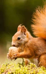 Red squirrel eating a nut on mossy ground