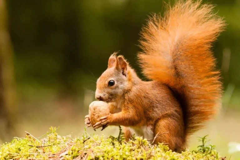 Red squirrel eating a nut on mossy ground