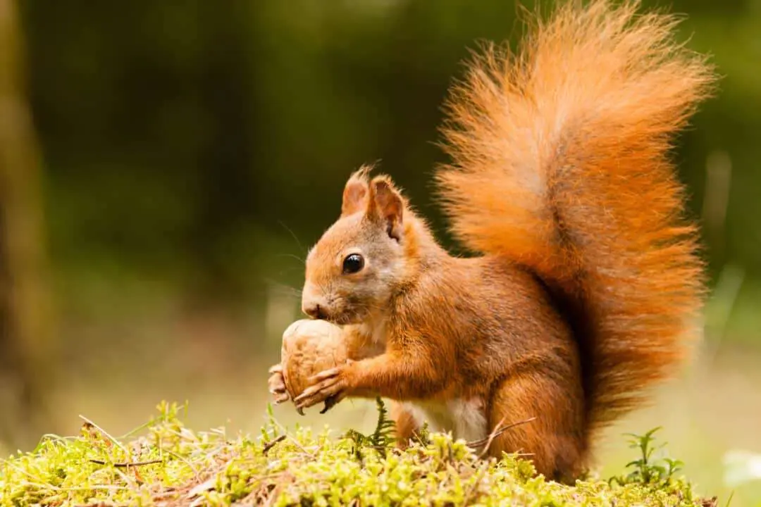Red squirrel eating a nut on mossy ground