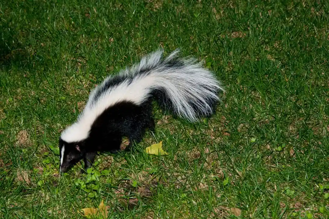 Striped skunk foraging on a backyard lawn