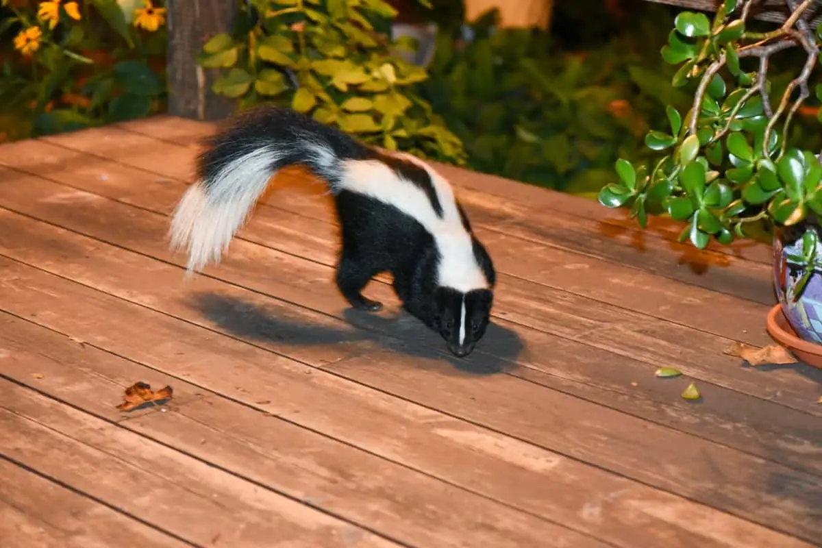Striped skunk walking across a wooden deck at night