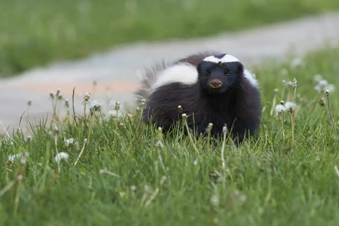 Skunk sitting on a lawn near a garden path