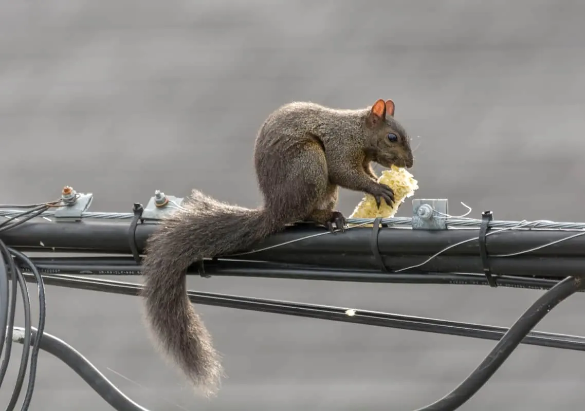 Gray squirrel eating corn on a utility wire