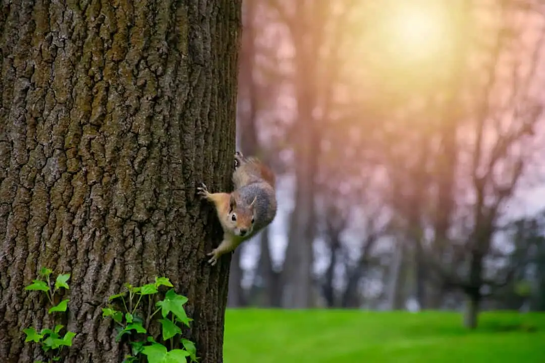 Squirrel deterrent tips: squirrel climbing a tree trunk in a yard