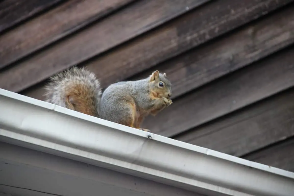Gray squirrel sitting on a house gutter