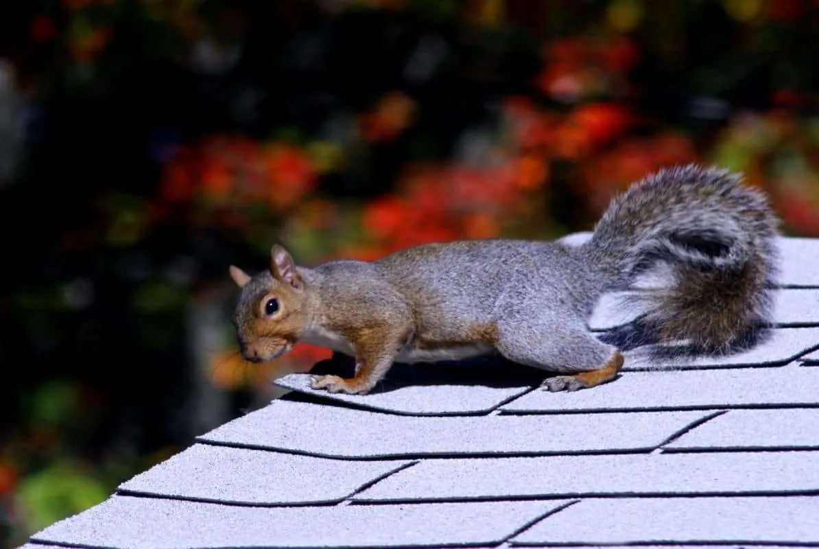 Squirrel tearing at a shingle on a house roof