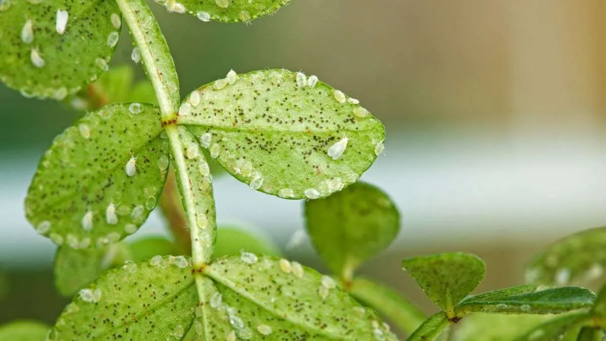 Green plant leaves with shiny honeydew droplets, a common sign of whiteflies