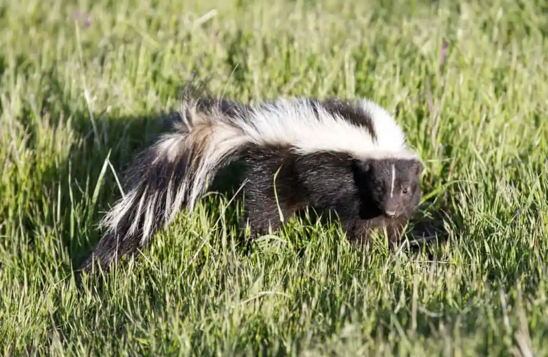 Striped skunk standing alert in tall grass