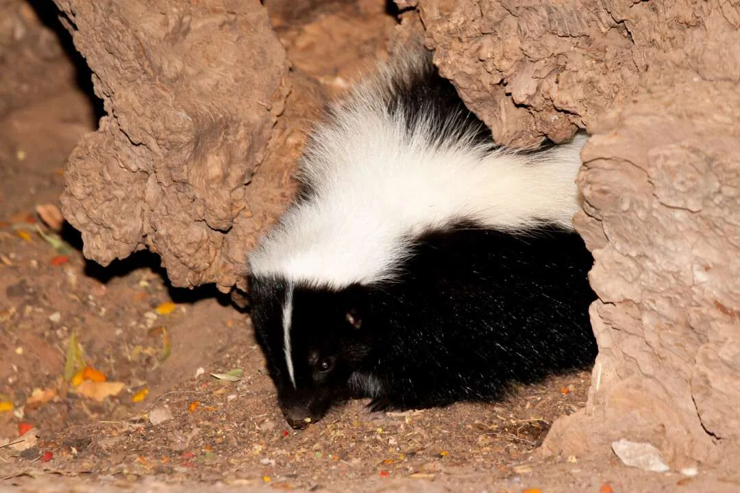 Striped skunk coming out of a den hole
