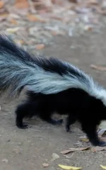 Striped skunk walking on a gravel path