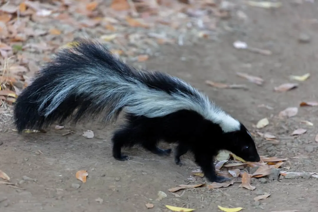 Striped skunk walking on a gravel path