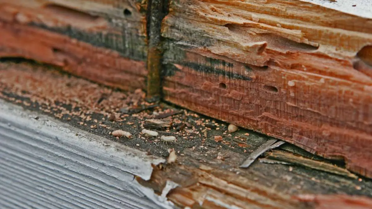 Wood damaged by termites with tunnels along the grain
