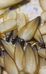 Termites with wings piled together after a swarm