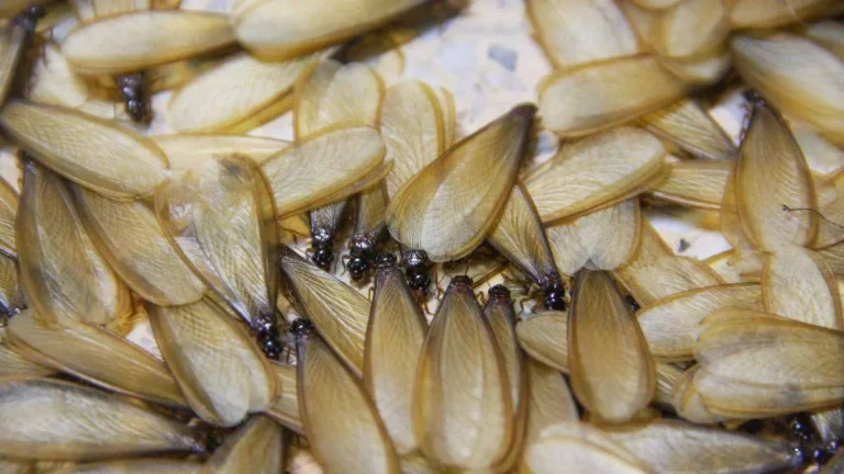 Termites with wings piled together after a swarm