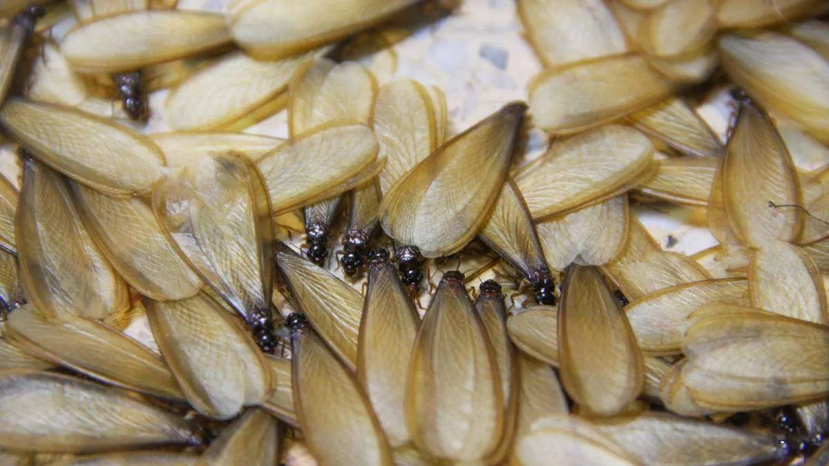 Termites with wings piled together after a swarm
