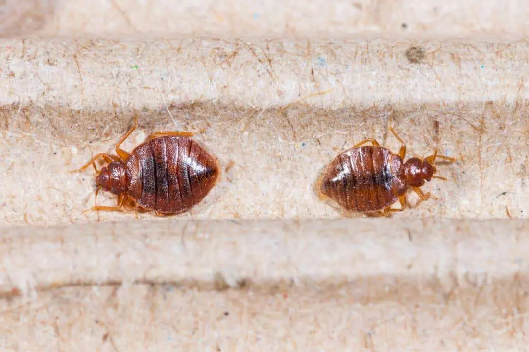 Two bed bugs on light fabric
