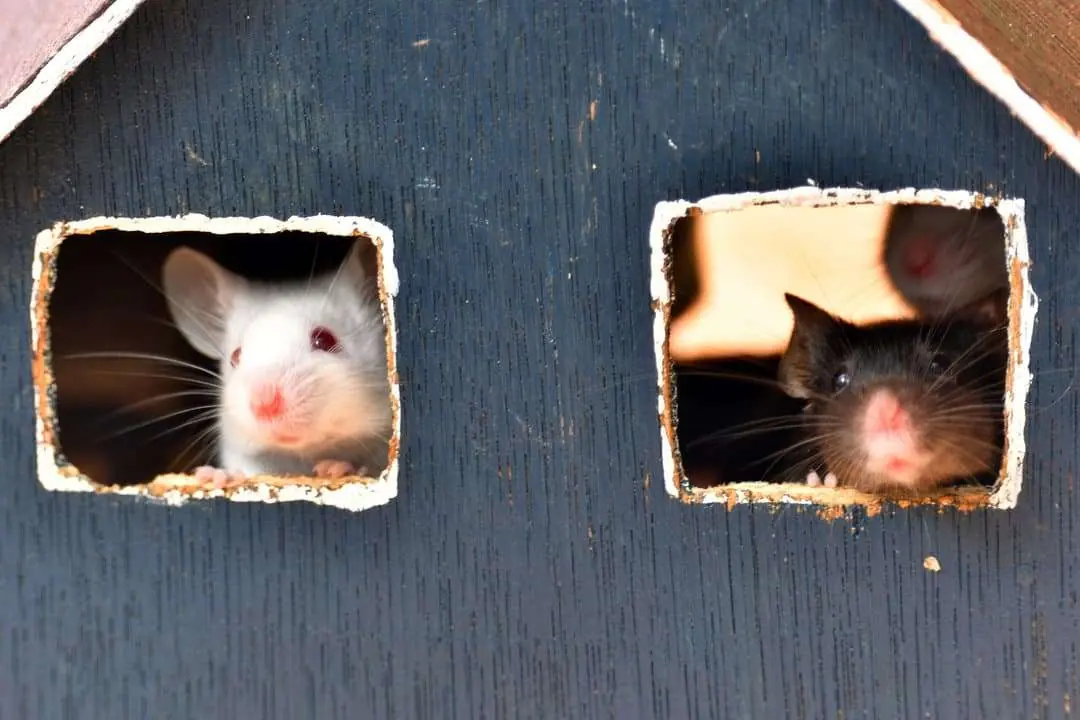 Two mice peeking out of the windows of a small wooden house