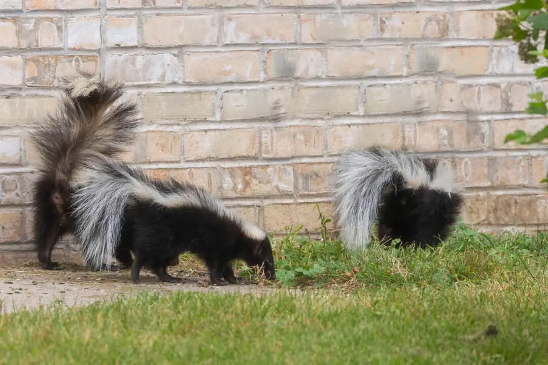 Two striped skunks near a brick wall