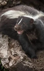 Two skunks peering out of a hollow log