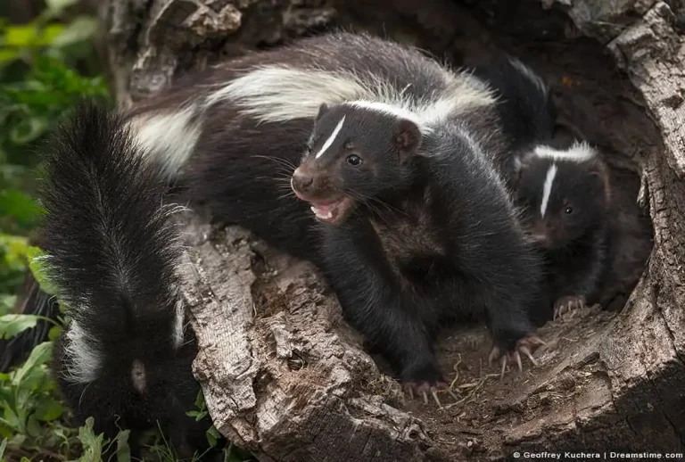 Two skunks peering out of a hollow log