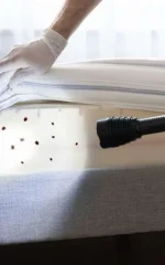 What kills bed bugs fast: close-up of bed bugs
