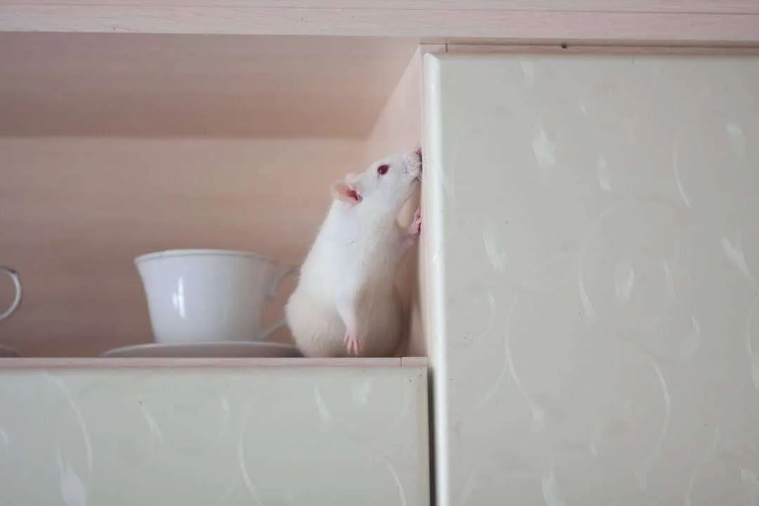 White mouse on a kitchen shelf near food