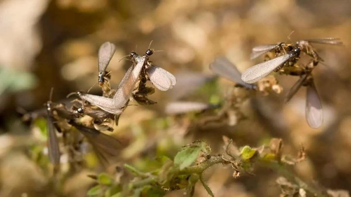 Winged termite swarmers emerging and taking flight